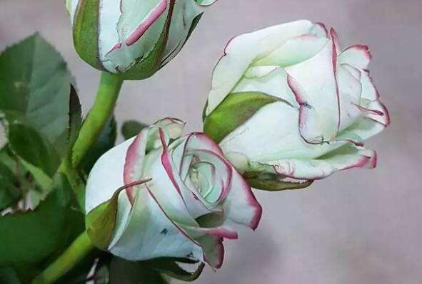 名字|养花就养几种花,家里养一盆,开花爆盆很漂亮,越养越喜欢