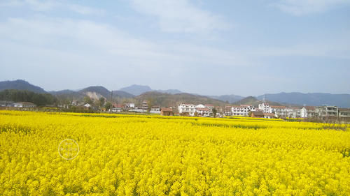 如果你是爱花人，鲜花定会为你开