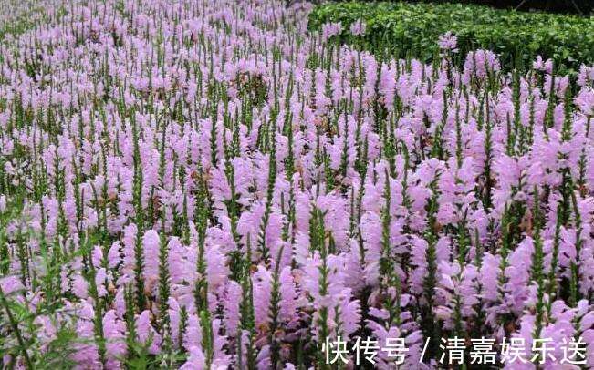 龙头|名字最奇特的花之一,玫红女王假龙头,很多人看到却叫不出名!