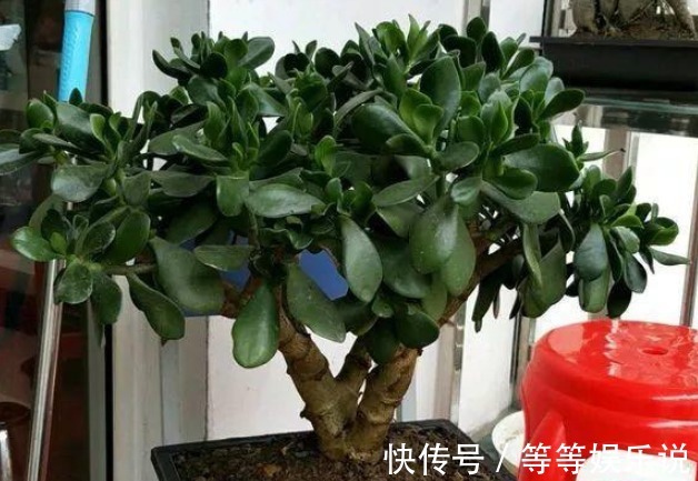 镇宅又去煞的几种花,有钱人偏爱第三种,无论如何也要养一盆!