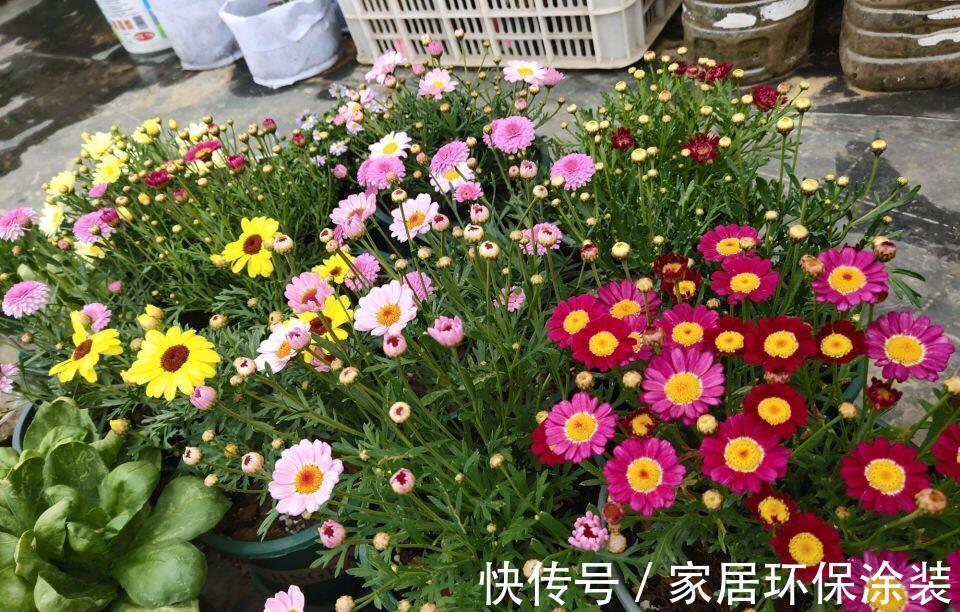 漂亮|5种漂亮花,都是“夏必死”,十个八个养不好,花市见了也别买