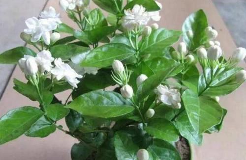 最厉害的养花营养液：给茉莉花喝一勺，叶片翠绿，开出层叠群花