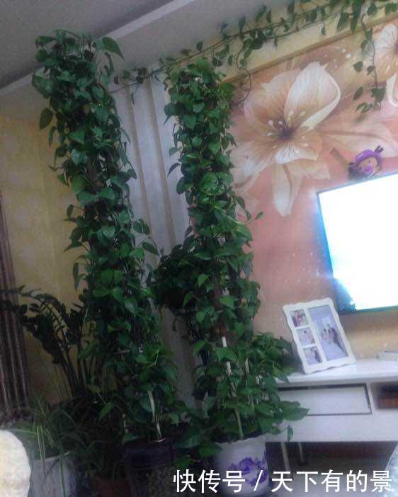 三脚架|自制绿萝三脚架,6步就完成,绿萝分分钟长成绿瀑布