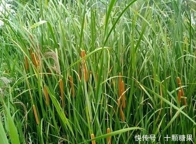 美味|农村见到此物别放过,不仅是天然止血剂,根部还是不可多得的美味