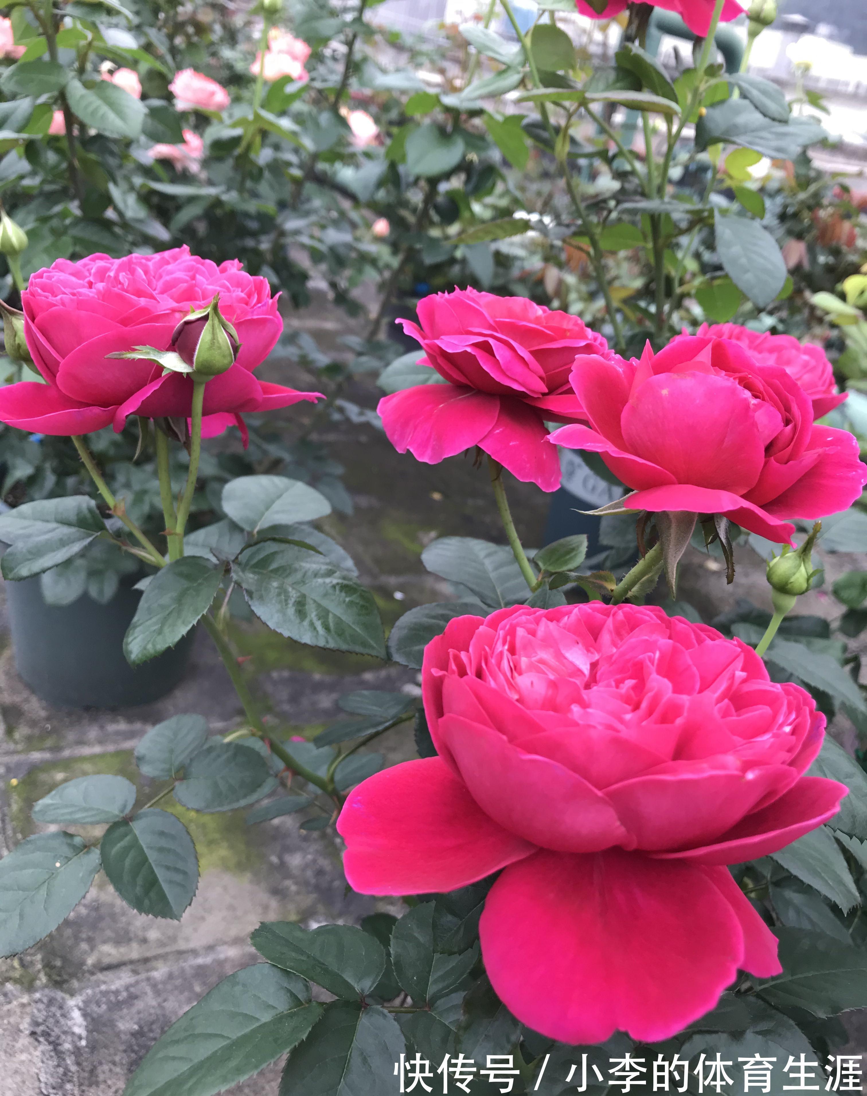 月季花|你的阳台还缺花吗，养棵伊芙酒窖，赏花又闻香，四季都有花赏