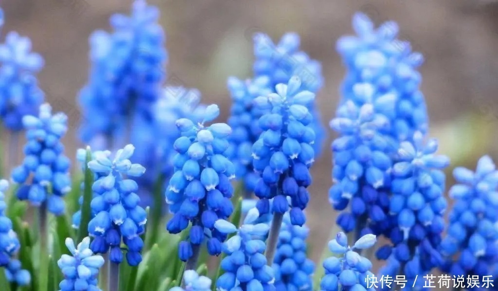 盐碱土|养花就养此4种，开花早花期长，花色美丽，值得养护