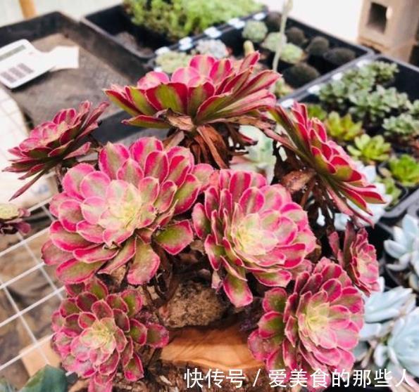 立冬过后,6种多肉赶紧搬进室内保暖,不然容易冻伤剩个空盆