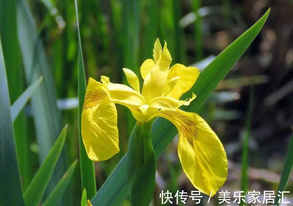 鸢尾类|喜欢生长在水边的黄菖蒲,开着奇妙的花,暗藏传粉的“招”!