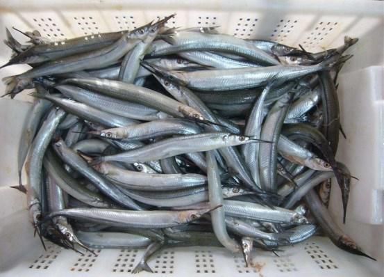 手软|夏天遇到此鱼别手软,趁现在无法人工养殖,买来烤着吃