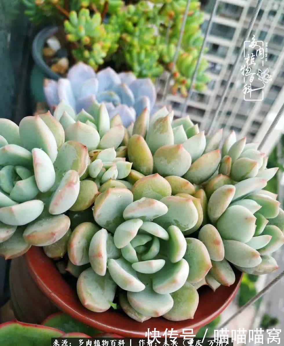 养肉多年,从未出坑过!养多肉是我最喜欢最坚持的爱好!