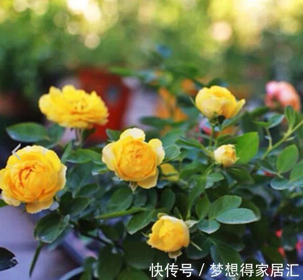 此款黄色微型月季,种一次年年开花,皮实好养颜值高,适合新手