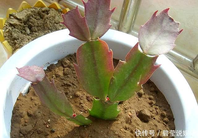 蟹爪兰长出新叶是红色,要分情况对待,对症下药,来年才会开满花