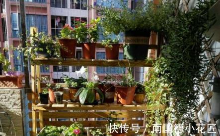 养花|去邻居家串门,一眼就被阳台的布置给迷住了,看起来高级又实用!