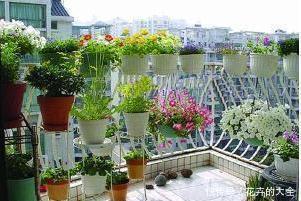 此7种健康花,养家里空气清新病菌少,看看你家有吗