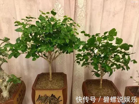 2种花“病菌”不喜欢，养1盆身体好，开花后满屋清香！