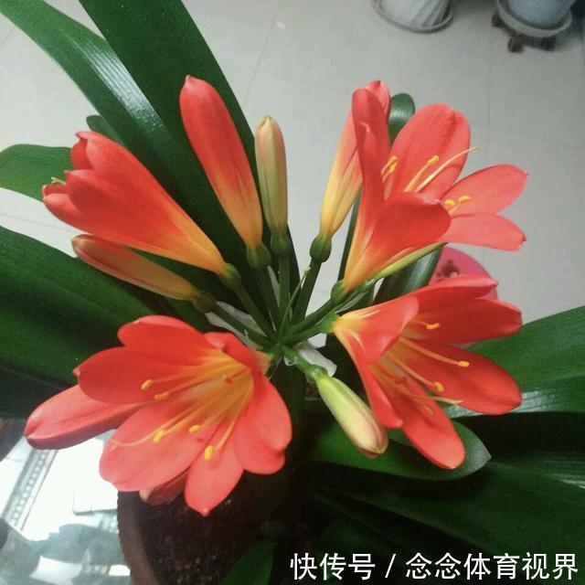 花卉|无论养什么花,加3种“东西”,啥花都疯长,根粗叶绿,开花多