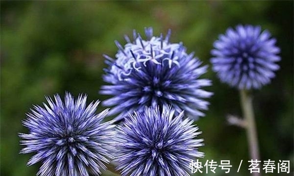 此花是苏格兰国花,花形奇特极其耀眼夺目,象征着神的保佑