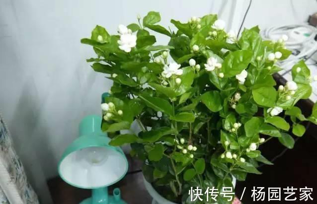 根壮|茉莉花烂根、黄叶别急着扔，做好这些，叶绿根壮，养一盆开爆一盆
