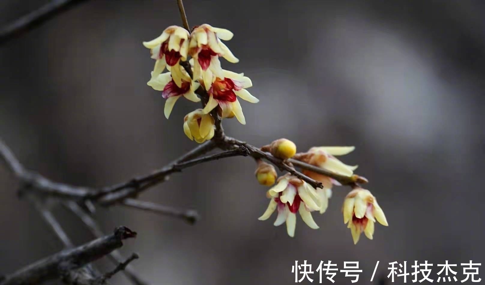 京城梅花先趁小寒开