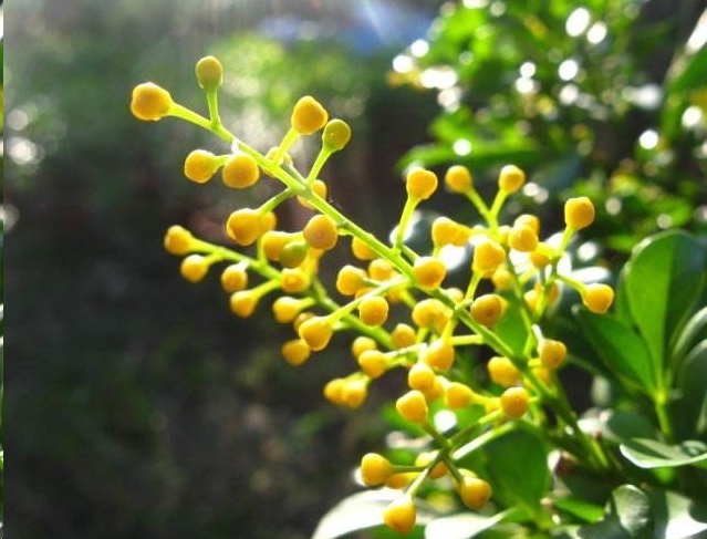 光照|7种一年四季开花的植物，阳台养一盆，天天有花看！