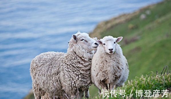 寿命|十羊九不全：揭秘67年生肖羊的毕生寿命，过了53岁后什么命？