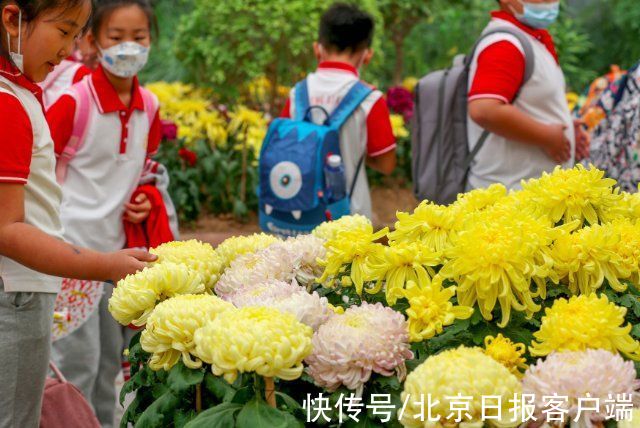 天坛|北京开启菊花观赏季，天坛、北海、植物园等五大展区15万株花亮相