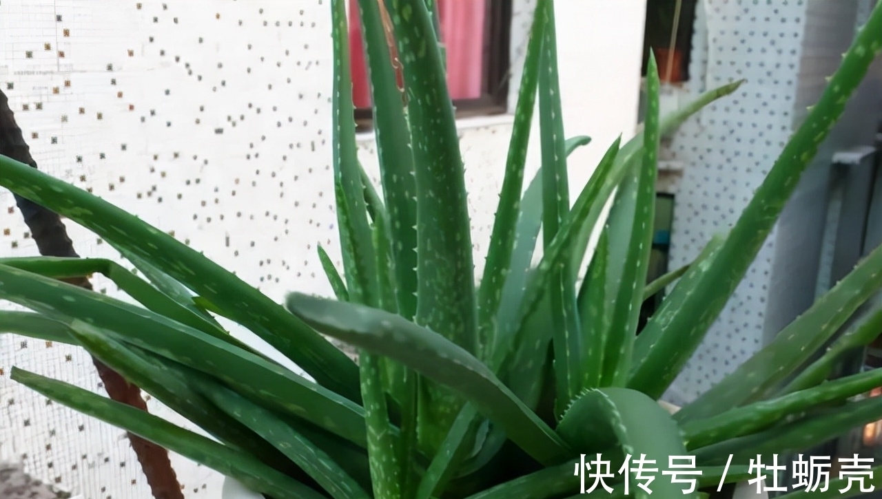 水仙花|这6种花不能长太高，一长高就得赶紧剪，越矮才能越漂亮