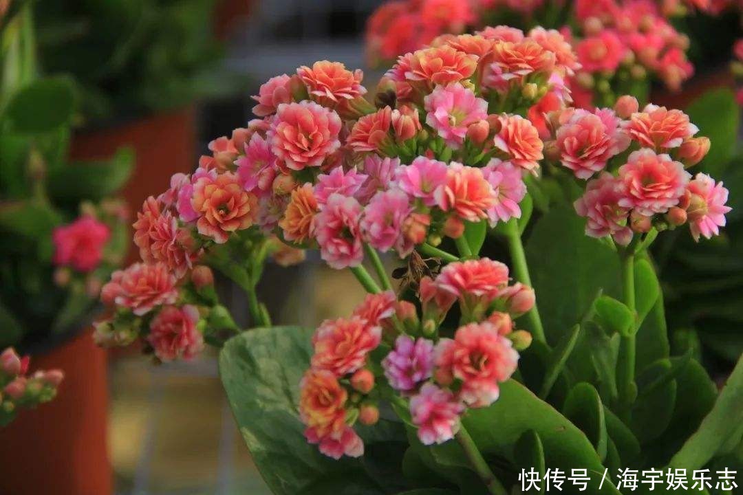 成活率|长寿花剪下来的枝条别浪费,教你插土里,一年不用买花了!