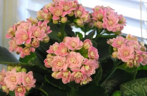 铜钱草|夏季天热，记得给这4种花“剃个头”，轻松度夏枝繁叶茂