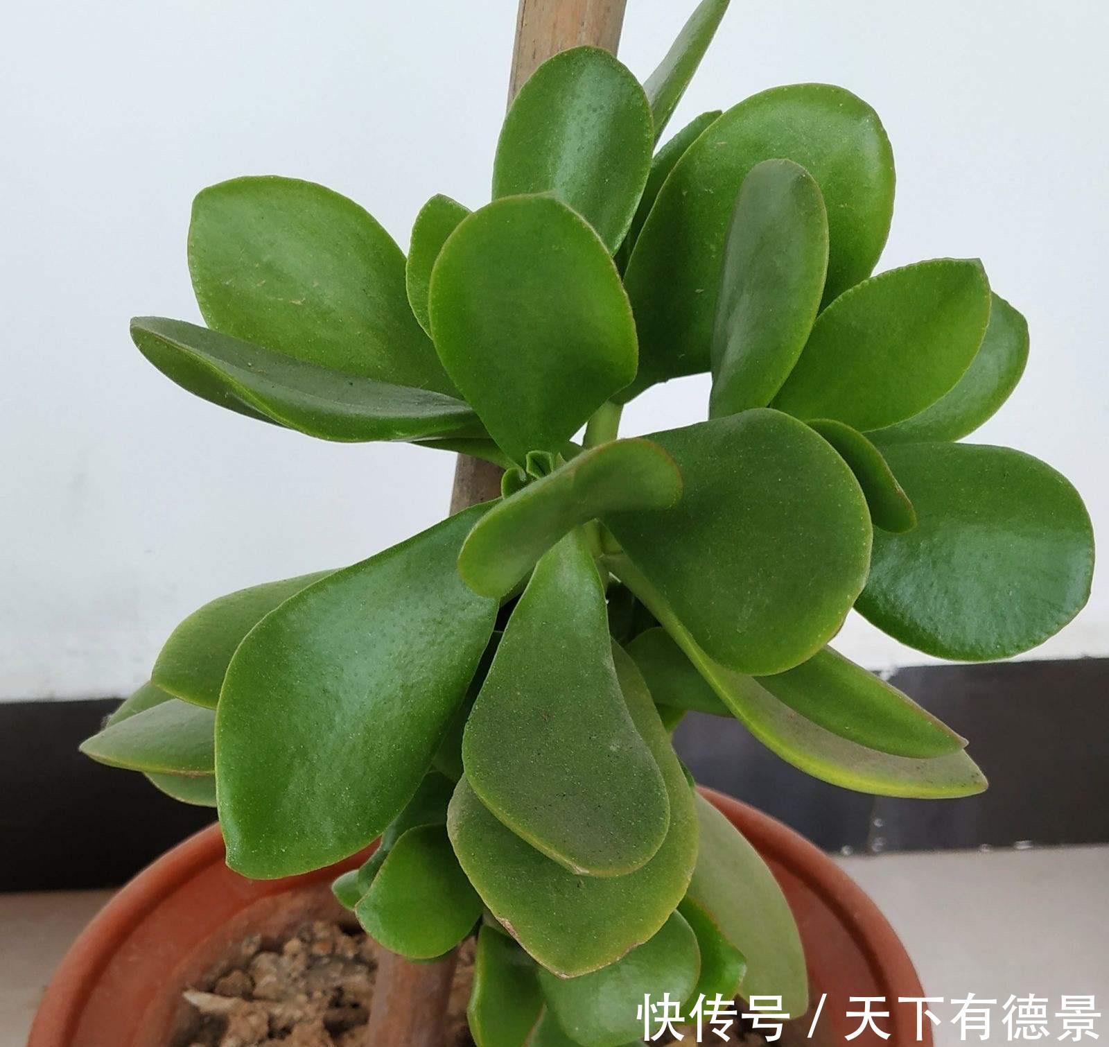 土壤|盆栽玉树,有“3要点”,四季都繁茂叶油绿,枝子更粗壮