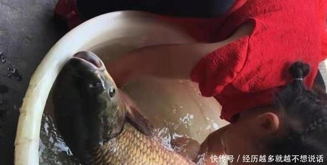一提大草鱼就来劲，学会这套特色钓法，二十年老钓手都心服口服