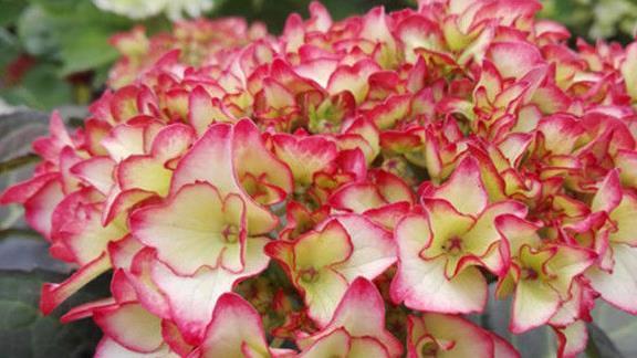 美女|春节过后种此款小花,花大服盆快,满屋飘香,好养易活胜菊花