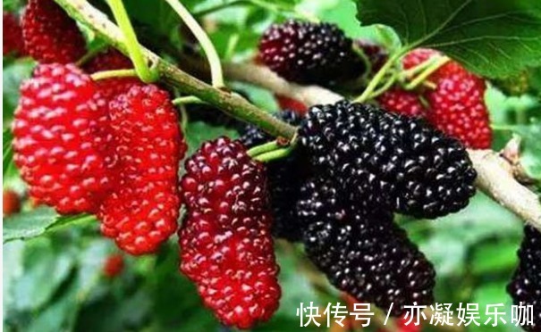 剪枝|桑葚增强免疫力、解中酒毒，农民种植只需掌握四点，收获高产桑葚