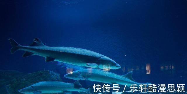 浙江一男子野钓频繁“双咬”，两小时钓获20多斤，网友神级钓手