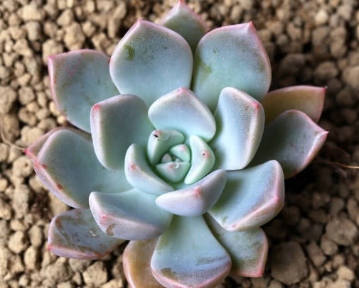 多肉红粉佳人怎么养教你3个盆栽的小妙招，养出最美的红粉佳人