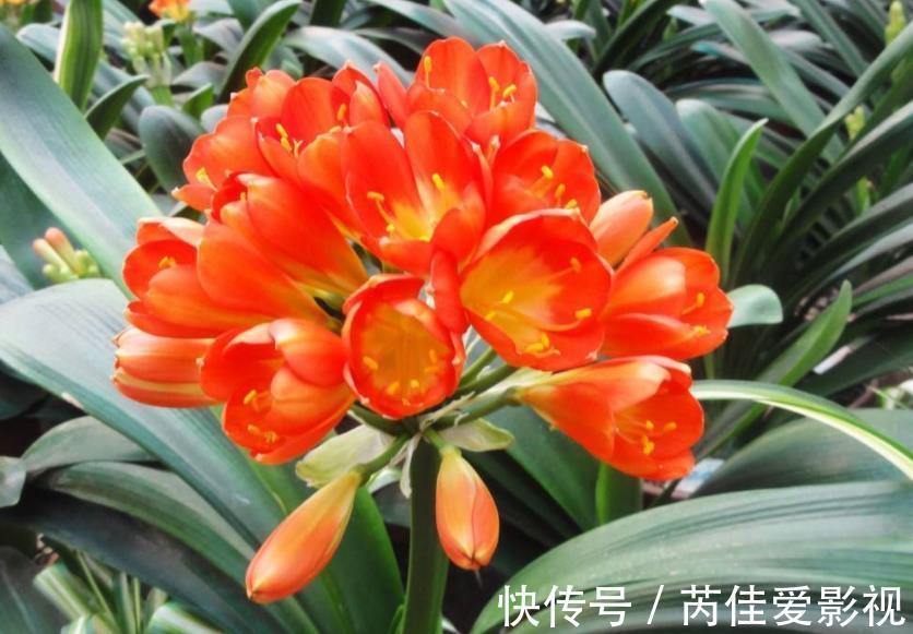 立秋以后,养君子兰满足4个条件,新叶花箭一起长,绽放层叠群花