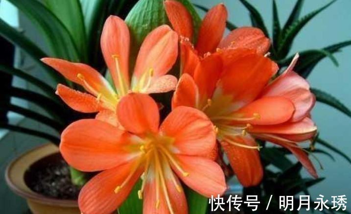 指甲花|4种花养了就爆盆,30天不浇水照样生长,一年开花不断