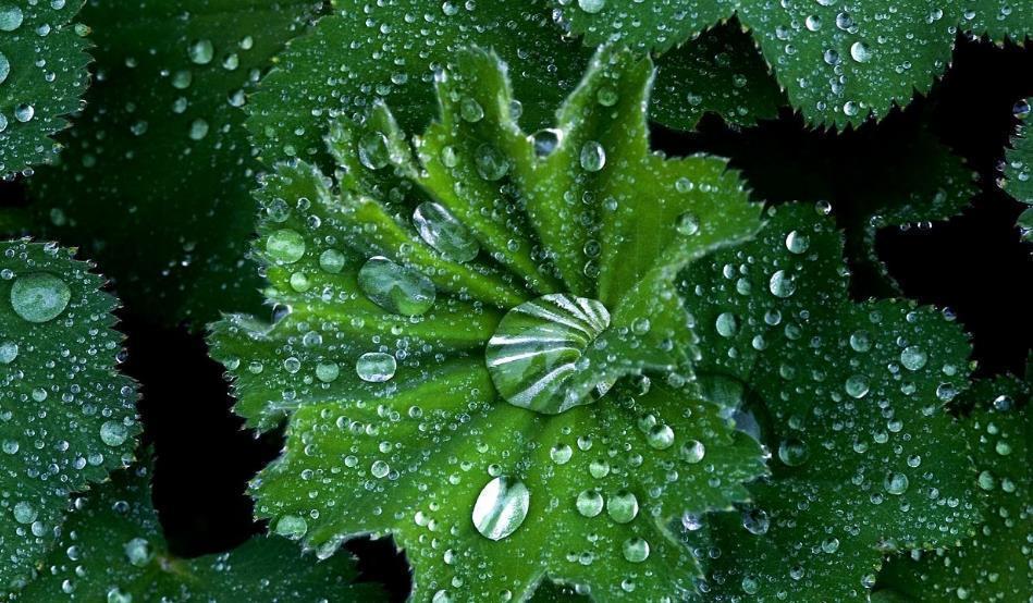 过敏性鼻炎|小小虫子不可轻视,过敏疾病的祸首就是它