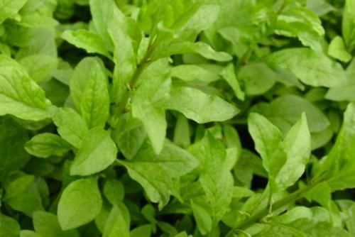 雪里红|女性不想显老,常吃三种食物,抗衰护肤,美容养颜,建议多吃!