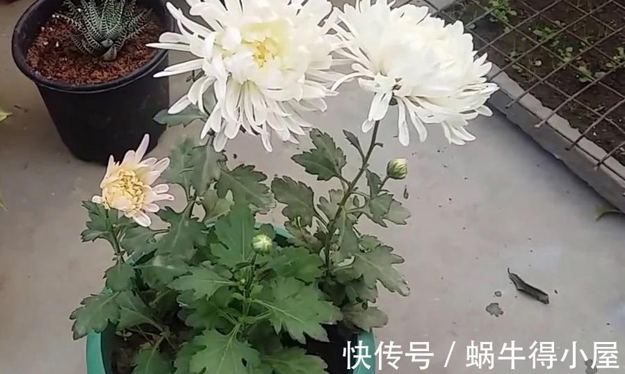 养护|做好3件事,养殖高雅的菊花,植株一年中开花不止一次