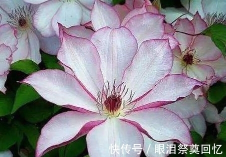 铁线莲养护铁线莲|这些花放阳台,漂亮又好养,晒晒就爆盆,花开繁盛惹人爱,美爆了