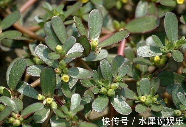 蒲公英|农村4种功效强大的野菜,若能免费带走一种,你会选哪个