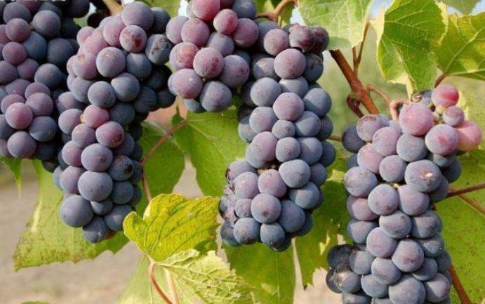 长寿|想长寿全靠吃,3种食物离不开,补充营养,身体棒棒哒!