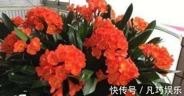 肉质根|君子兰浇点“薄肥水”，疯长如白菜，冒出十个芽，变成“大群兰”