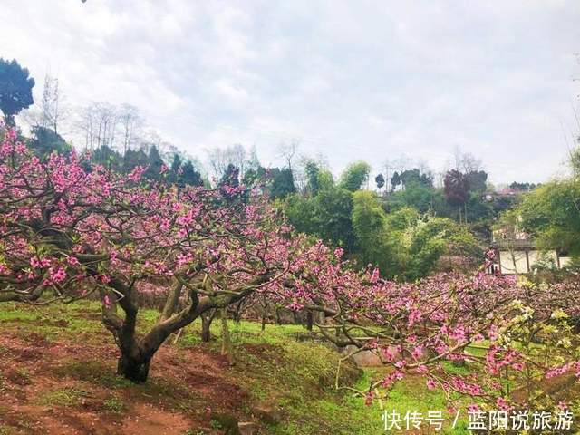 老年|2021年春季国内赏花（二）桃花，推荐16个打卡地