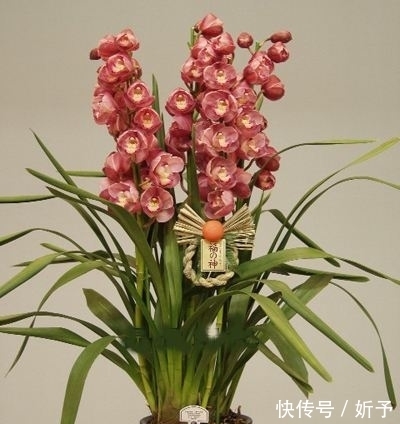 5种花“寿命短”,今年买明年扔,后年又想买,因为它们太美了