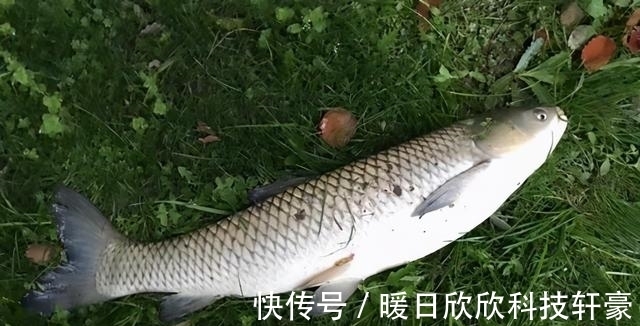 鲤鱼|夏季白天想要钓好草鲤鱼,除了晚上夜钓,我们还可以试试这两招