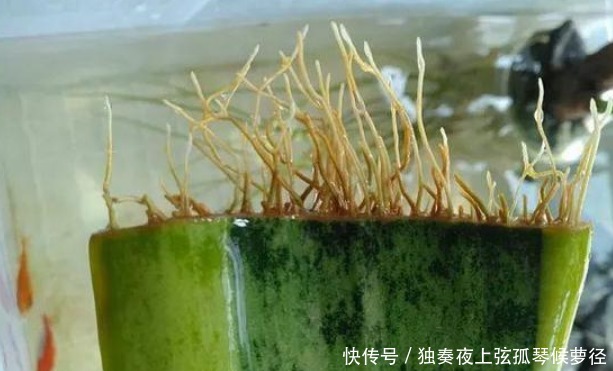 “4种花”现在快扦插,摘颗叶子“插”土里就活,10天就生根!