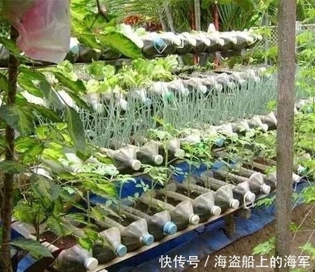 个个|收集了20个空油桶,养花种菜个个疯长,想吃就摘,天天有新鲜菜吃