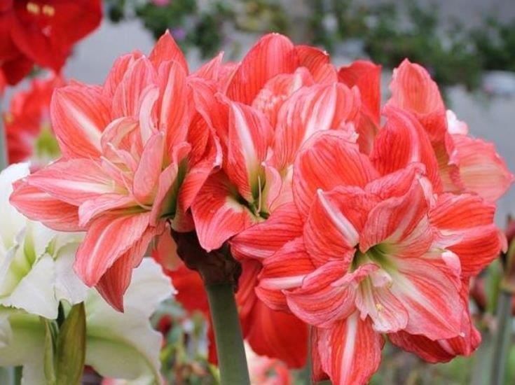 4种花养家里,美成了花园,漂亮好养,开花多,养家里太棒了